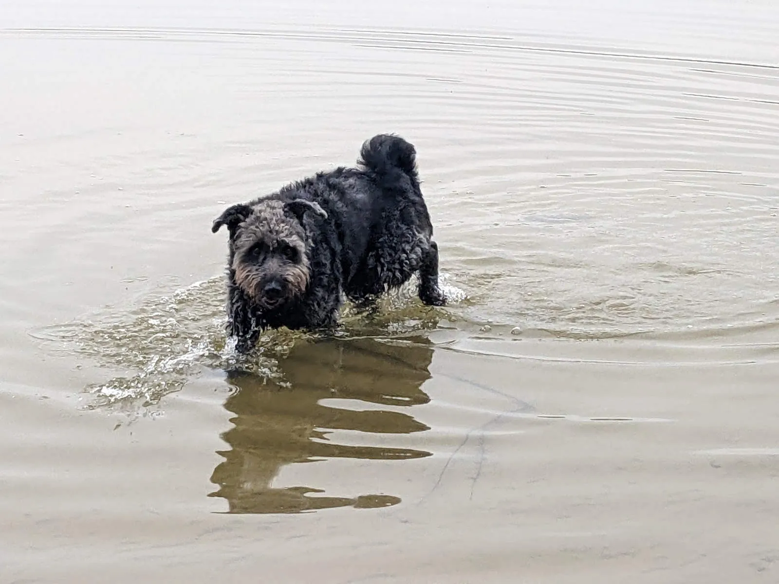 PftenTeam® Hund spielt am Strand