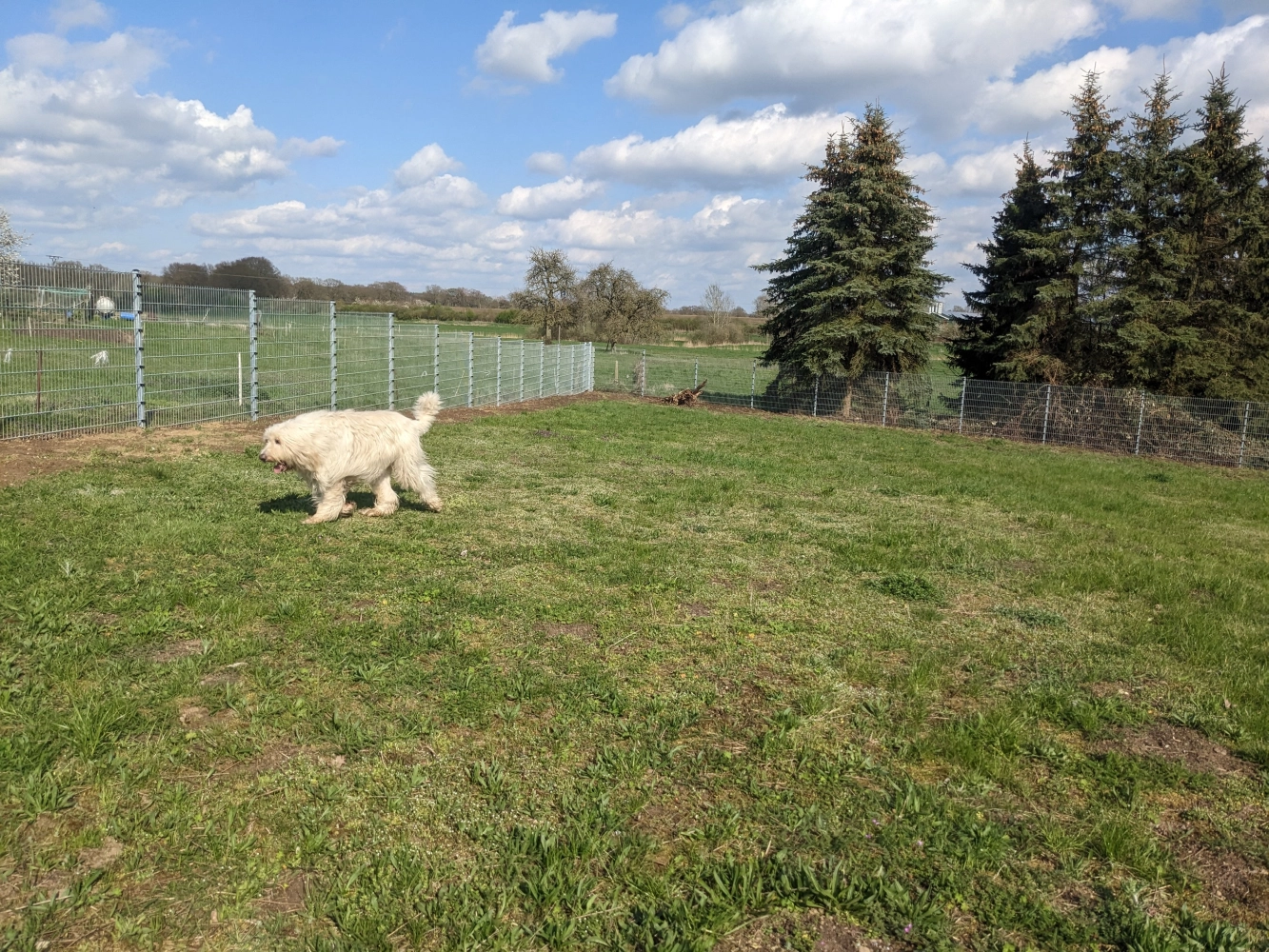 PftenTeam® Hund spielt im Gras